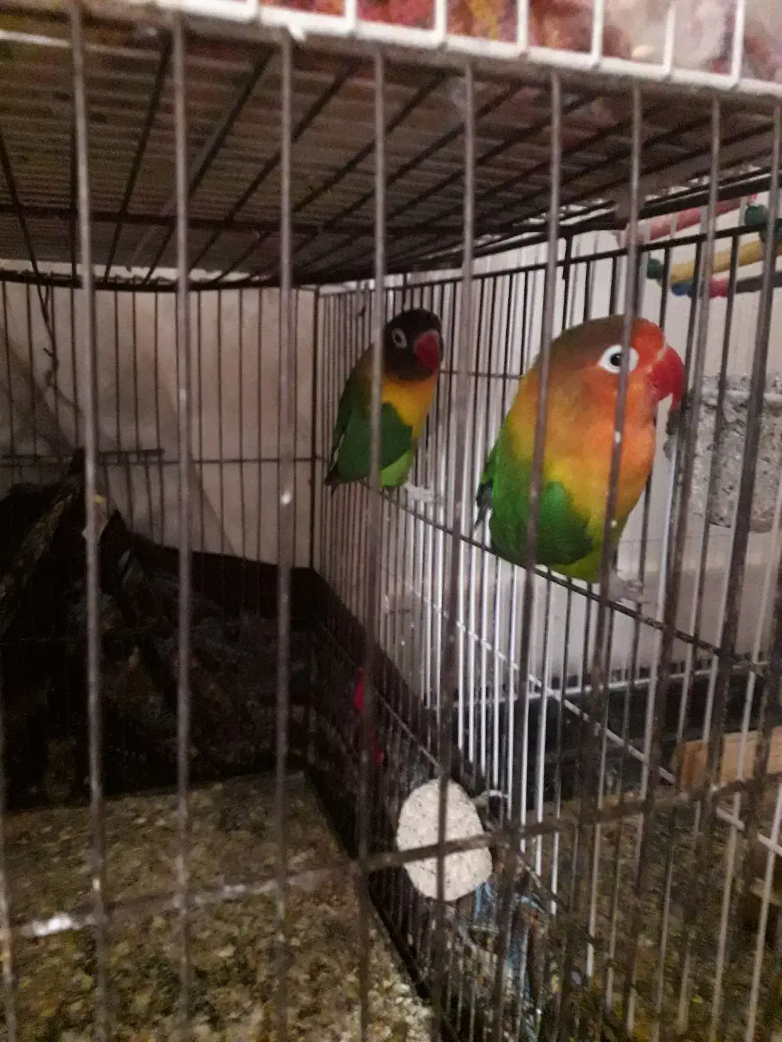 کوتوله|پرنده|مشهد, نیزه|دیوار