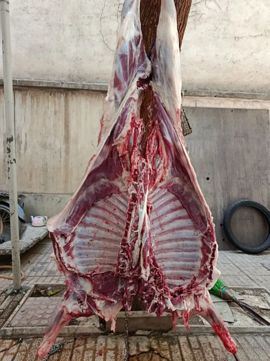 گوسفند زنده سلاخ گوسفند گوساله گاودرمحل تمام تهران|حیوانات مزرعه|تهران, نیروی هوایی (پیروزی)|دیوار