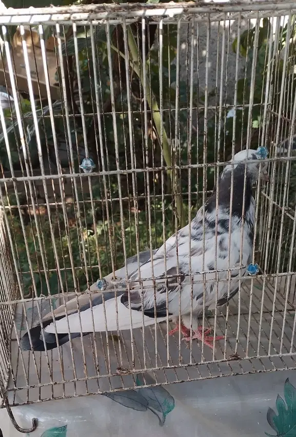 کفتر|پرنده|خوانسار, |دیوار