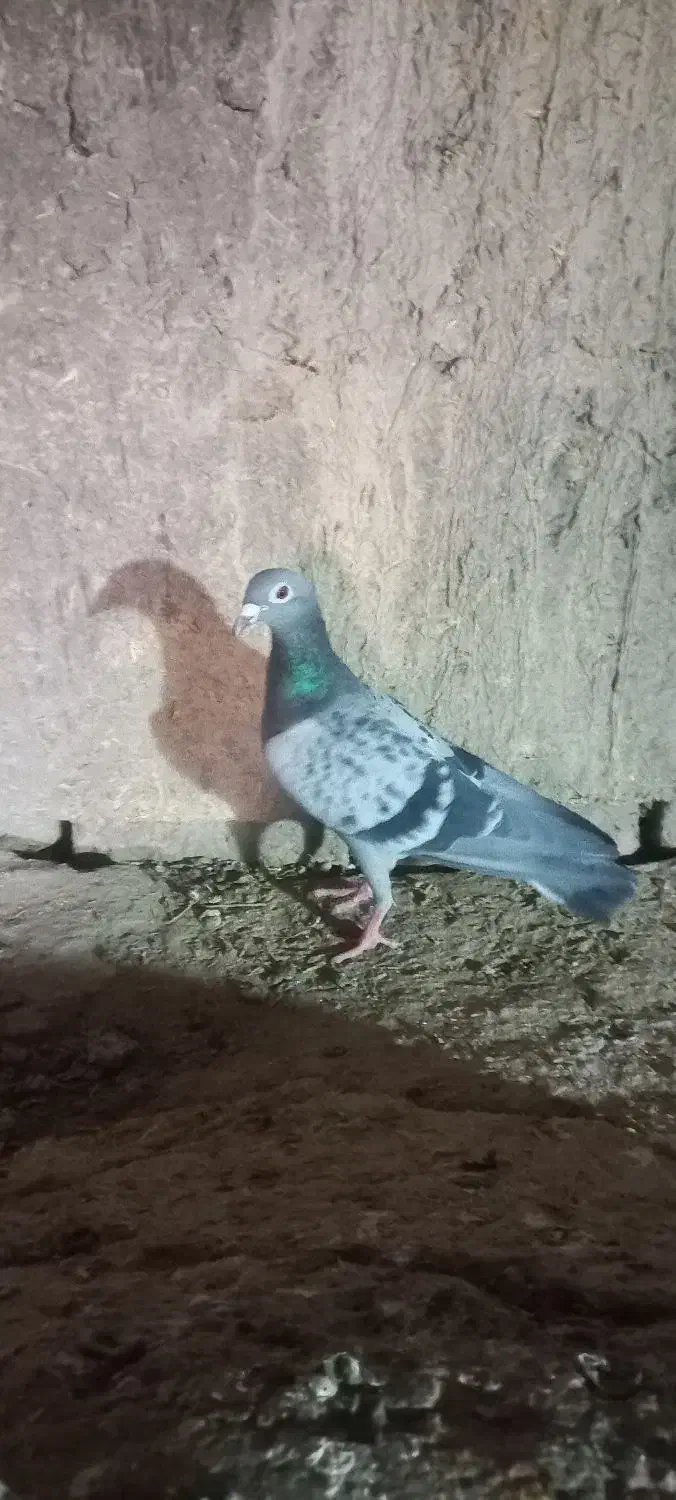 کفتر ساده سیاه پولکی وسرخ|پرنده|خوسف, |دیوار