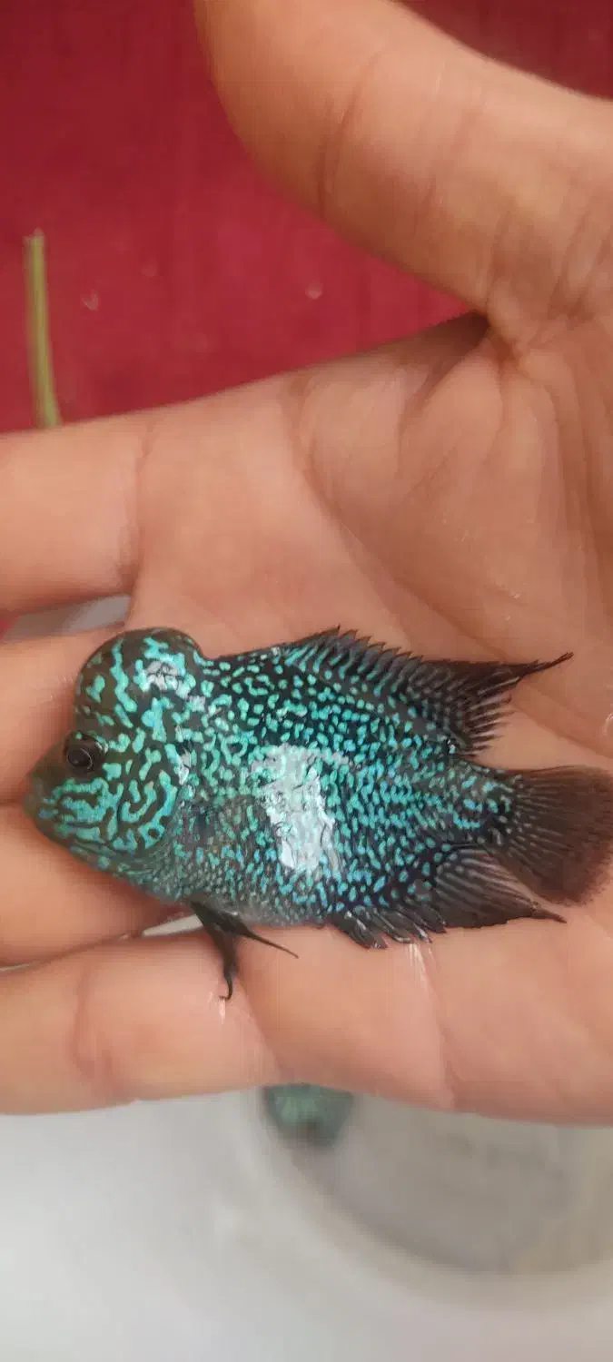 ماهی فلاور|ماهی|اصفهان, عمان سامانی|دیوار