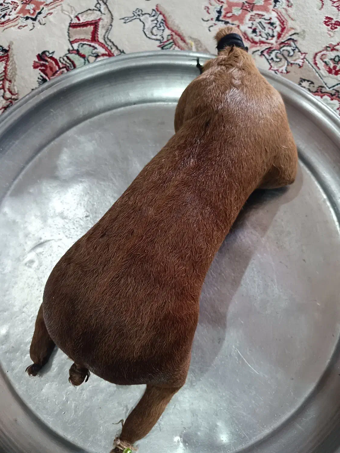 هیزه|ظروف نگهدارنده، پلاستیکی، یک‌بارمصرف|اندیمشک, |دیوار