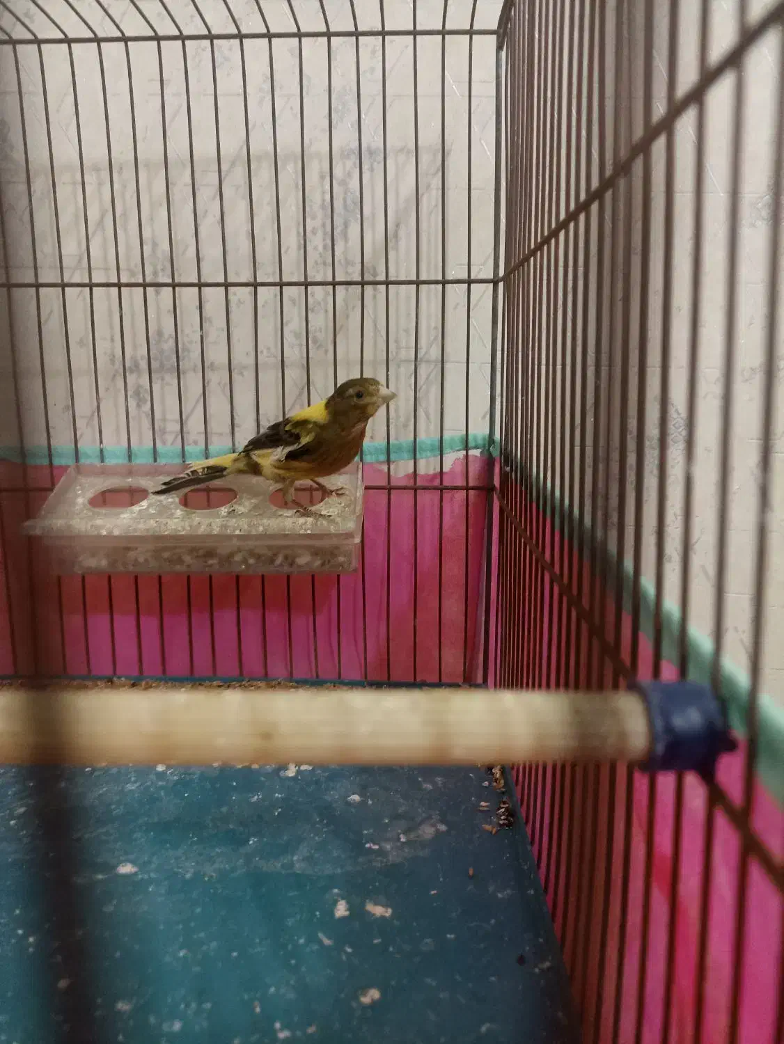 قناری ماده|پرنده|اردبیل, |دیوار