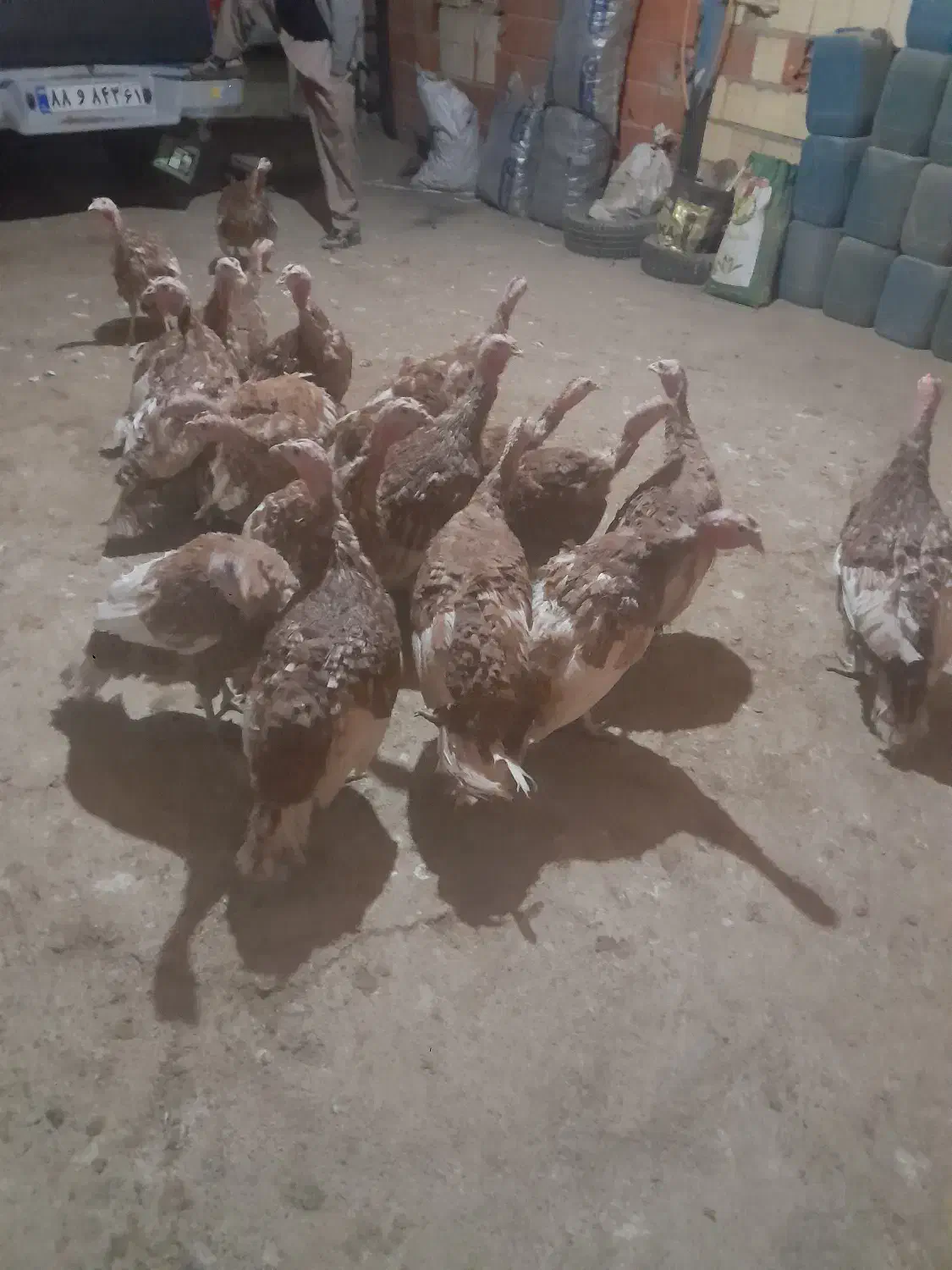 بیست عددبوقلمون|حیوانات مزرعه|خاو و میرآباد, |دیوار