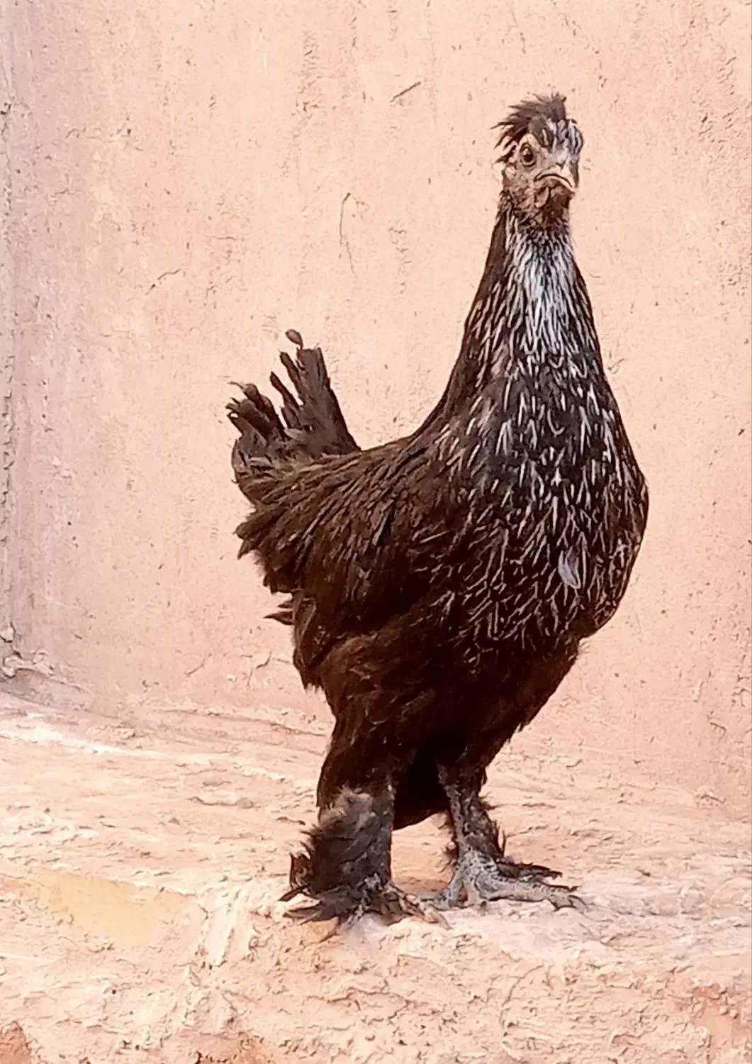 مرغ جوان سیاه زینتی پرپا کاکلی|حیوانات مزرعه|فردوس (خراسان), |دیوار