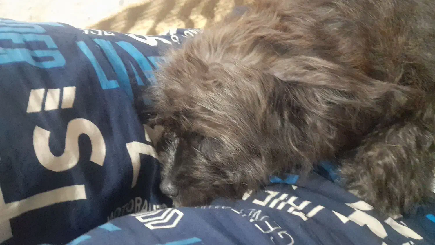 واگذاری سگ|سگ|اصفهان, طاحونه|دیوار