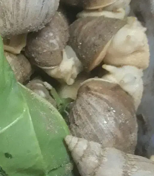 حلزون|خزنده|آران و بیدگل, |دیوار