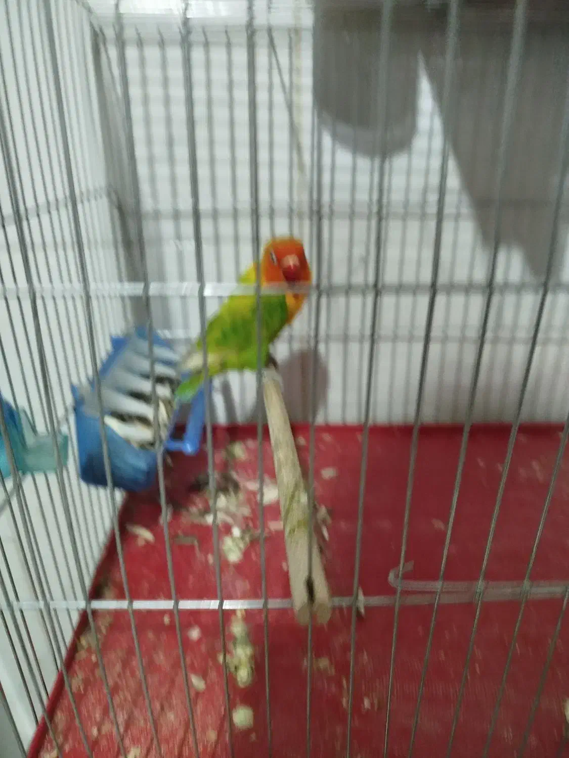 طوطی کوتوله برزیلی|پرنده|خمینی‌شهر, |دیوار