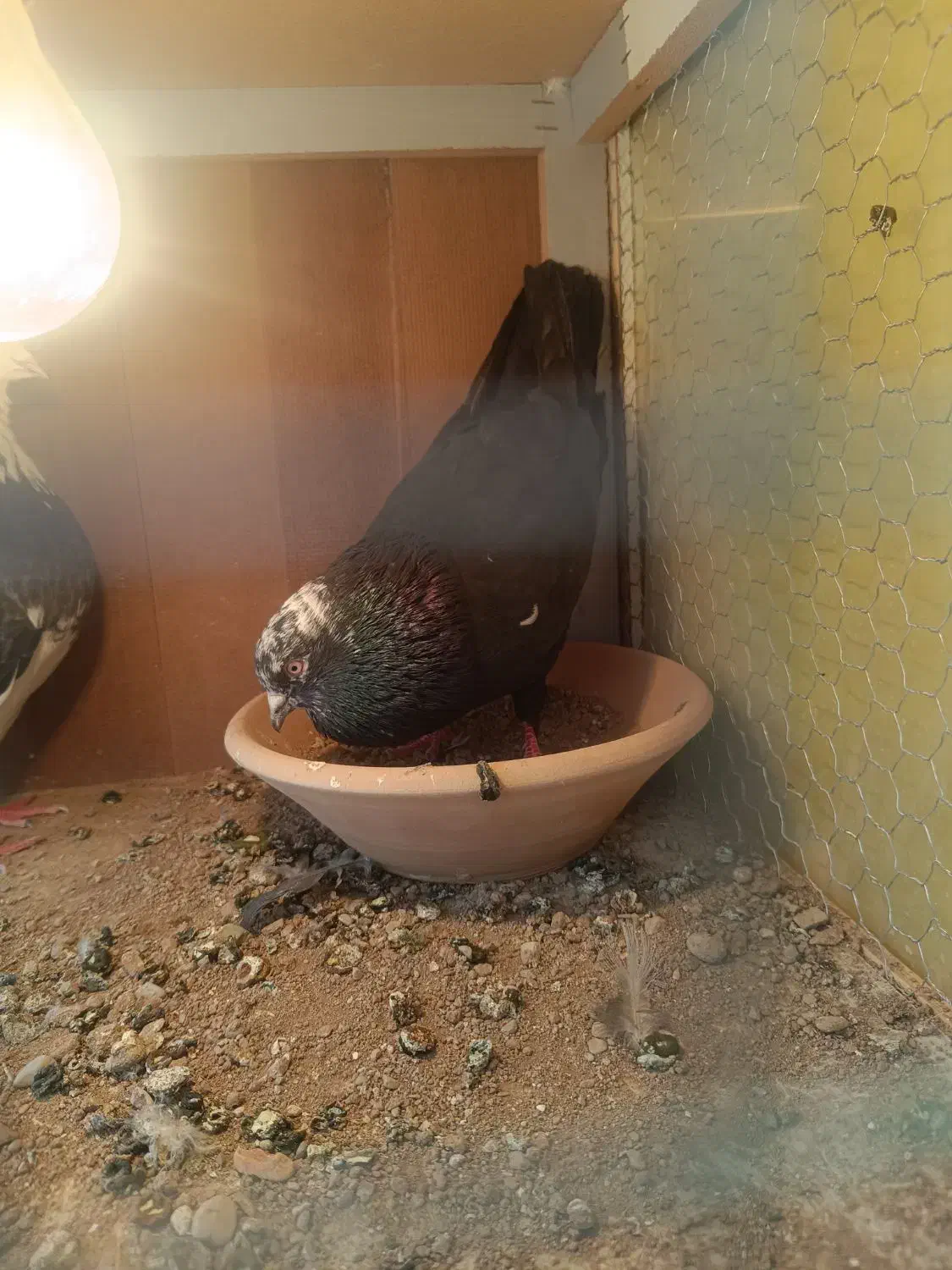 کفترپرشی|پرنده|محمدشهر, همایون ویلا|دیوار