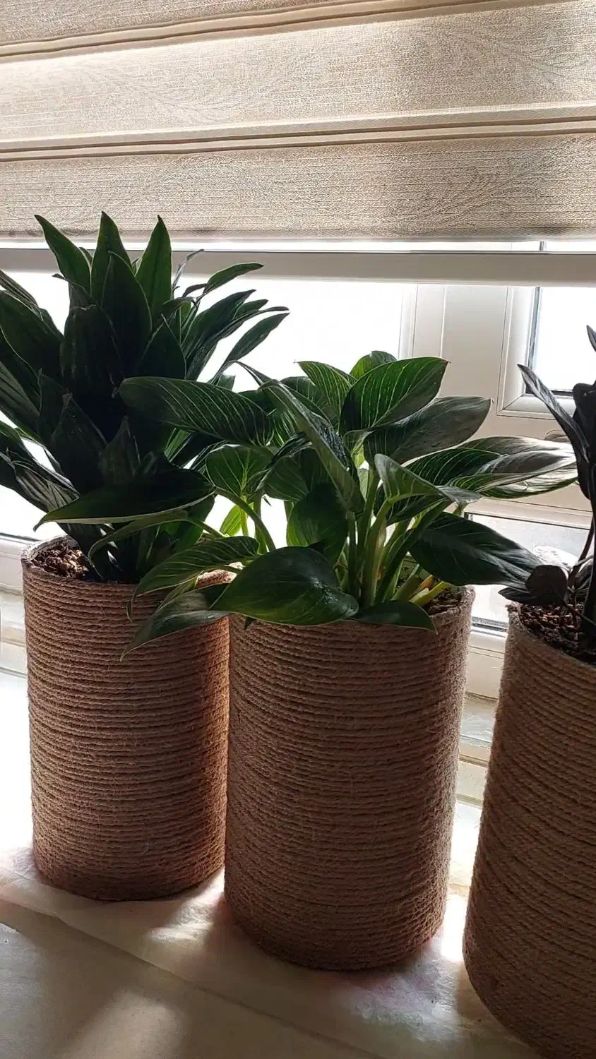 ۵عدد گل طبیعی زاموفیلیا بلک|گل و گیاه طبیعی|تهران, آذری|دیوار