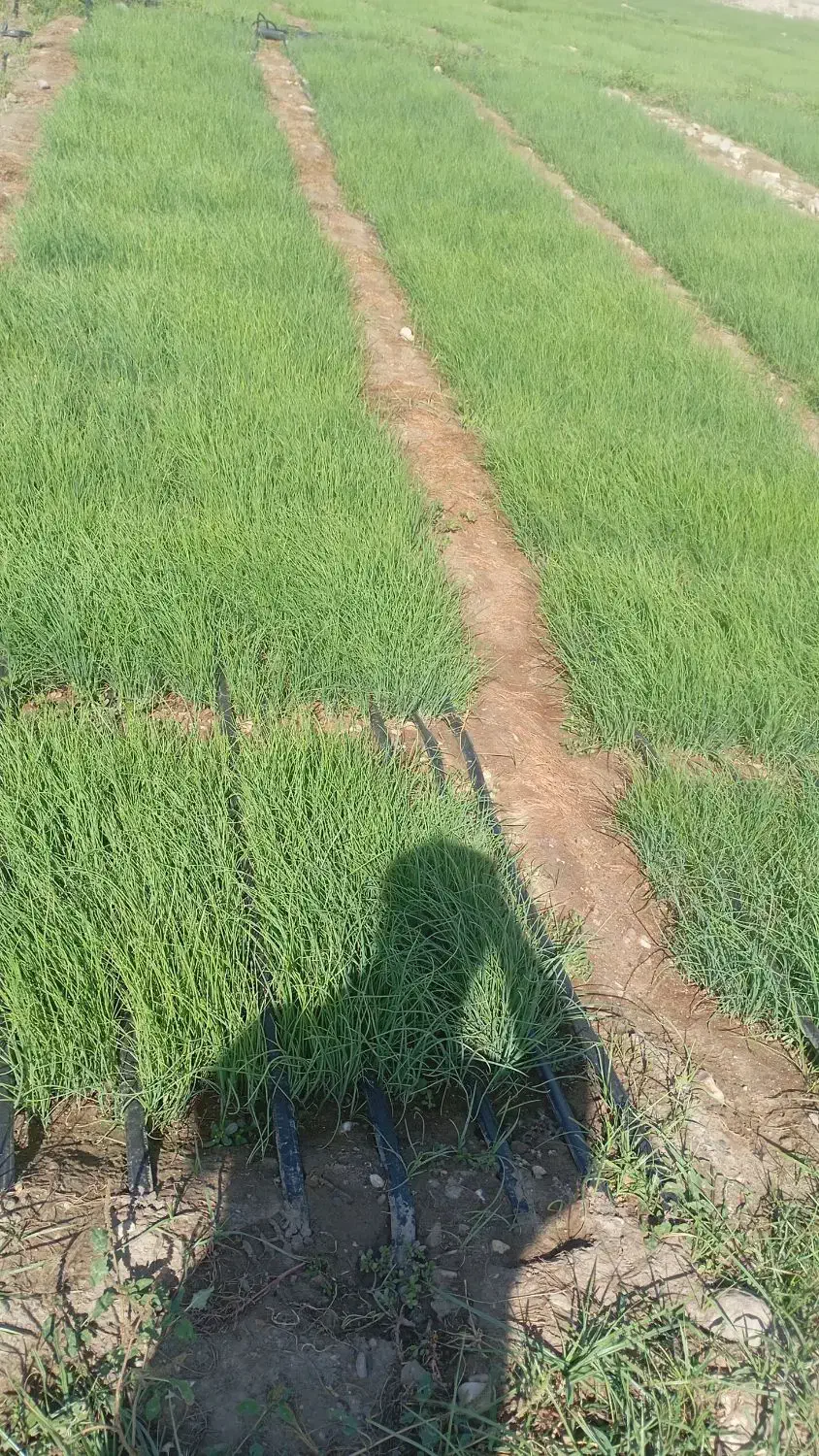 فروش پیاز در منطقه سرگز احمدی|خدمات باغبانی و درختکاری|احمدی, |دیوار