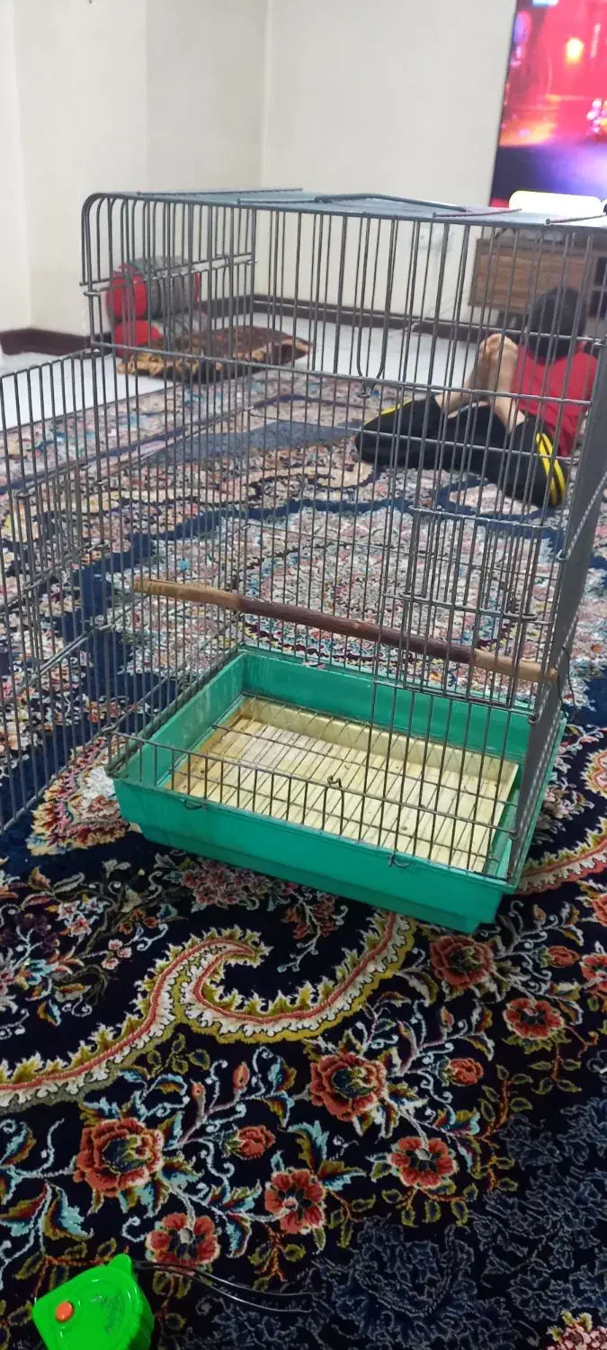 قفس بزرگ زخیم طوطی مینا برزیلی انواع پرندگان|لوازم جانبی حیوانات|هشتگرد, شهرک بوستان|دیوار