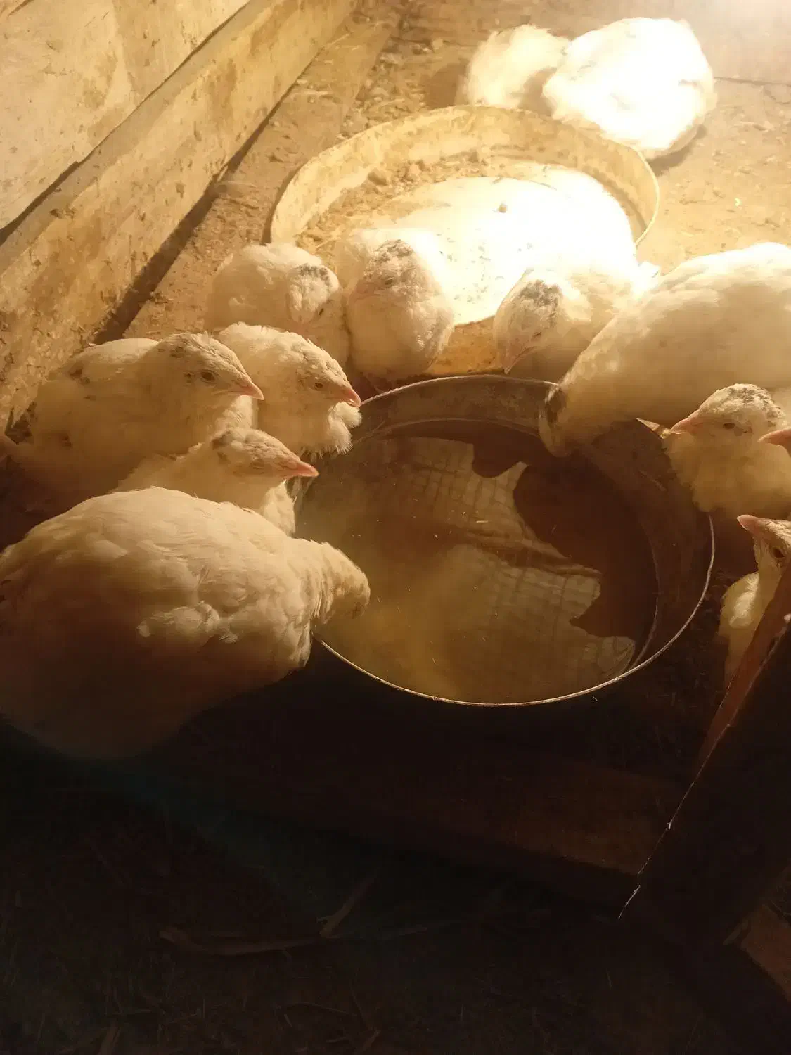 جوجه بلدرچین 40 روزه|حیوانات مزرعه|رودشت (اصفهان), |دیوار