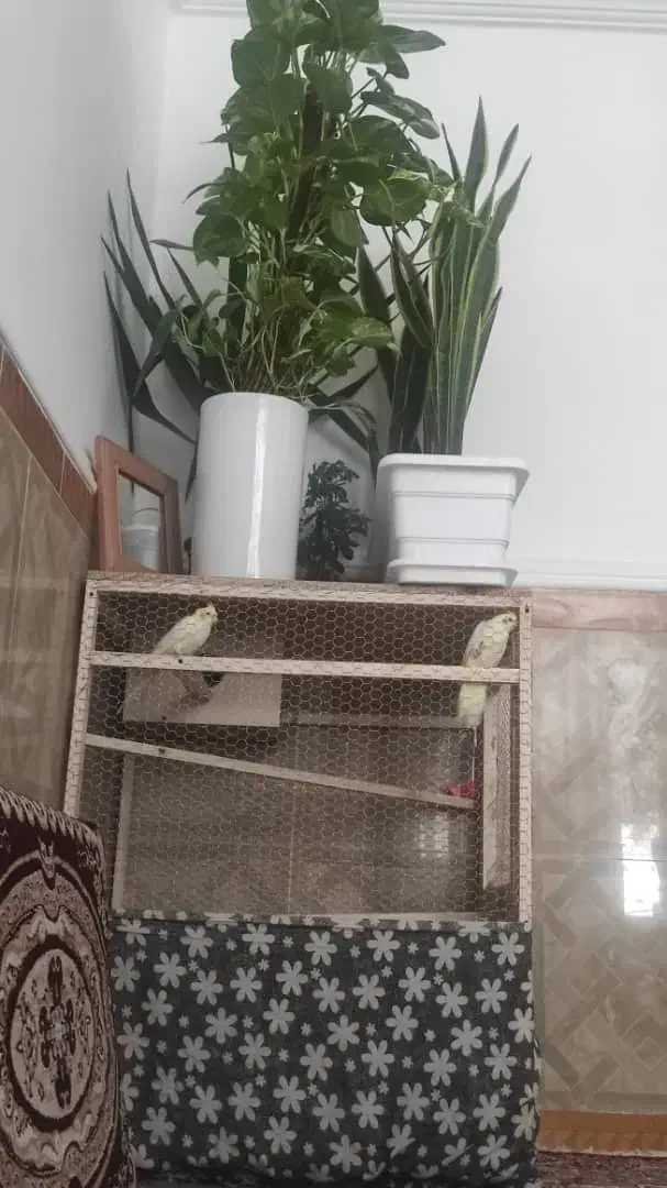 قفس پرنده بزرگ|لوازم جانبی حیوانات|ایرانشهر, |دیوار