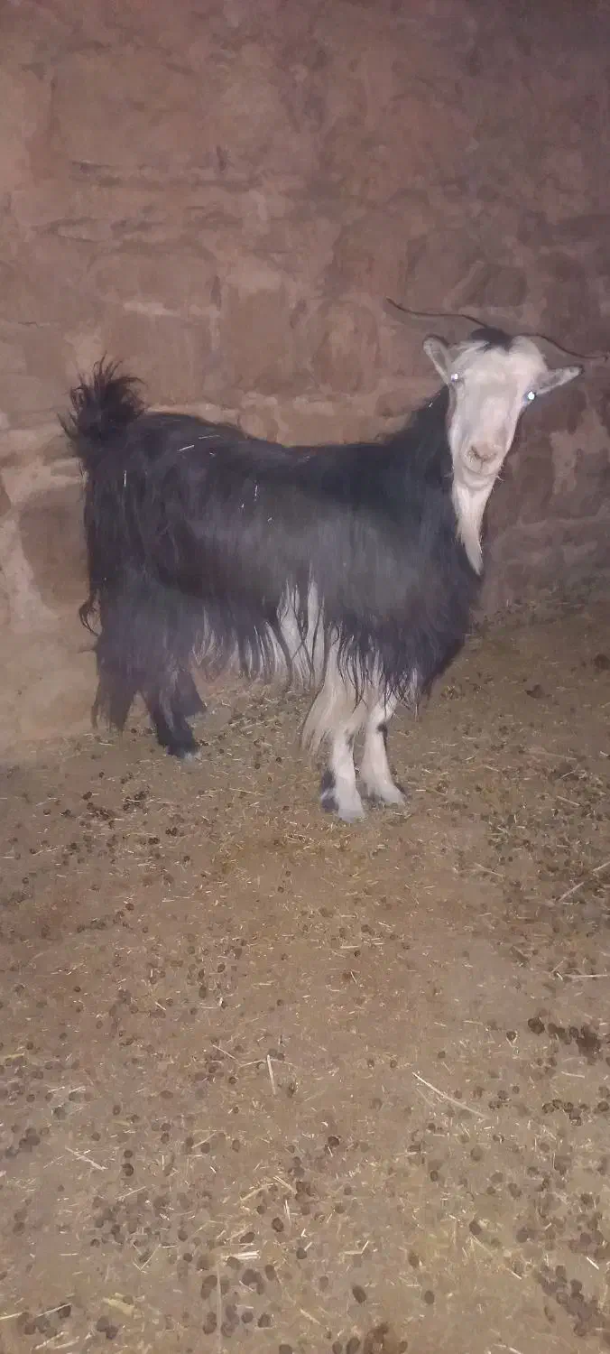 بز وبیگ|حیوانات مزرعه|اندیکا, |دیوار