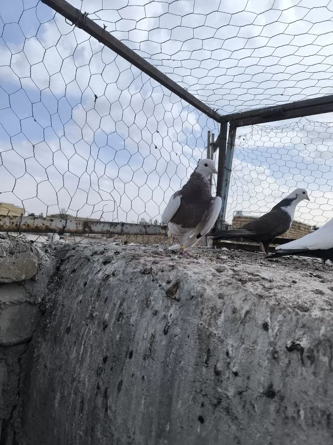 مخمل طوقی|پرنده|نجفآباد, یزدانشهر|دیوار