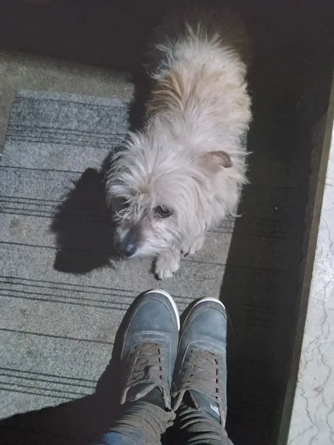 سگ گمشده|سگ|آستارا, |دیوار