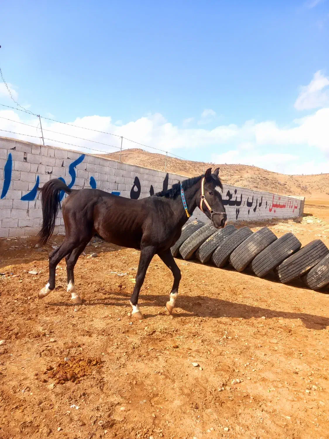 اسب|اسب و تجهیزات اسب‌سواری|لردگان, |دیوار