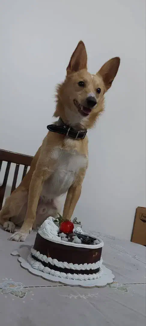 واگذاری پامر اشپیتز|سگ|تهران, هاشم‌آباد|دیوار