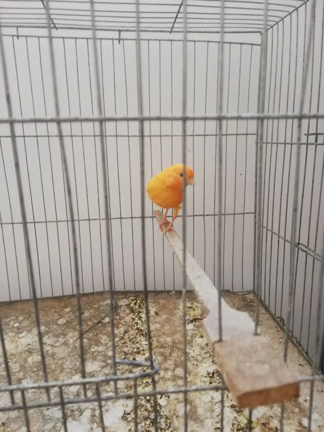 ماده قناری سرخ|پرنده|زرند, |دیوار