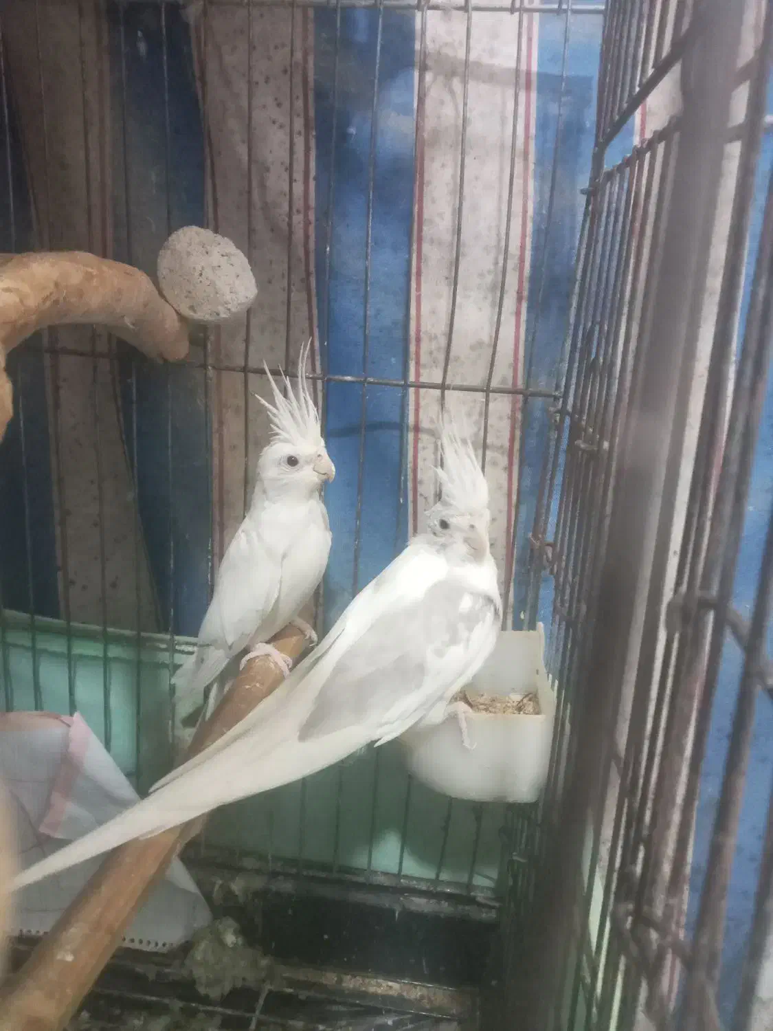 جفت عروس البینو|پرنده|رشت, جماران|دیوار