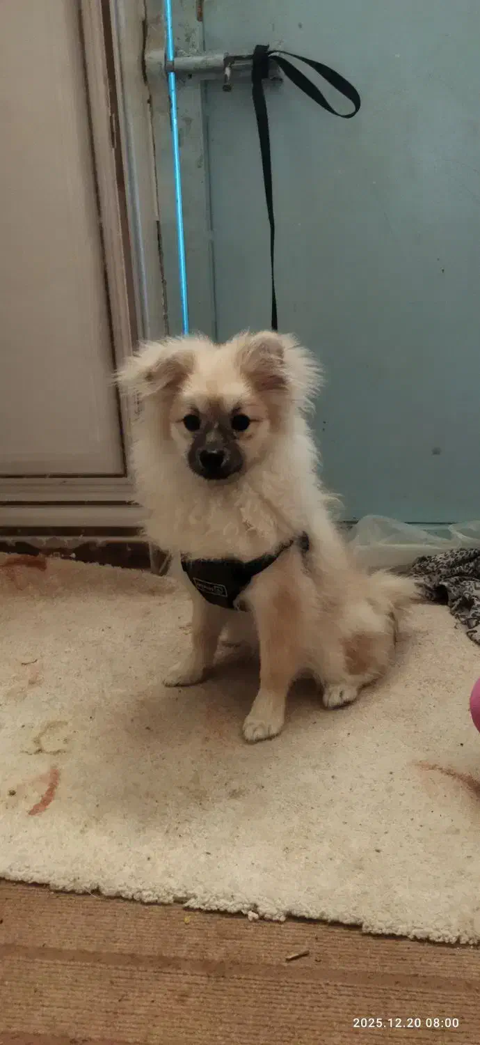 پنی خانوم،واکسن زده با شناسنامه|سگ|دهدشت, |دیوار