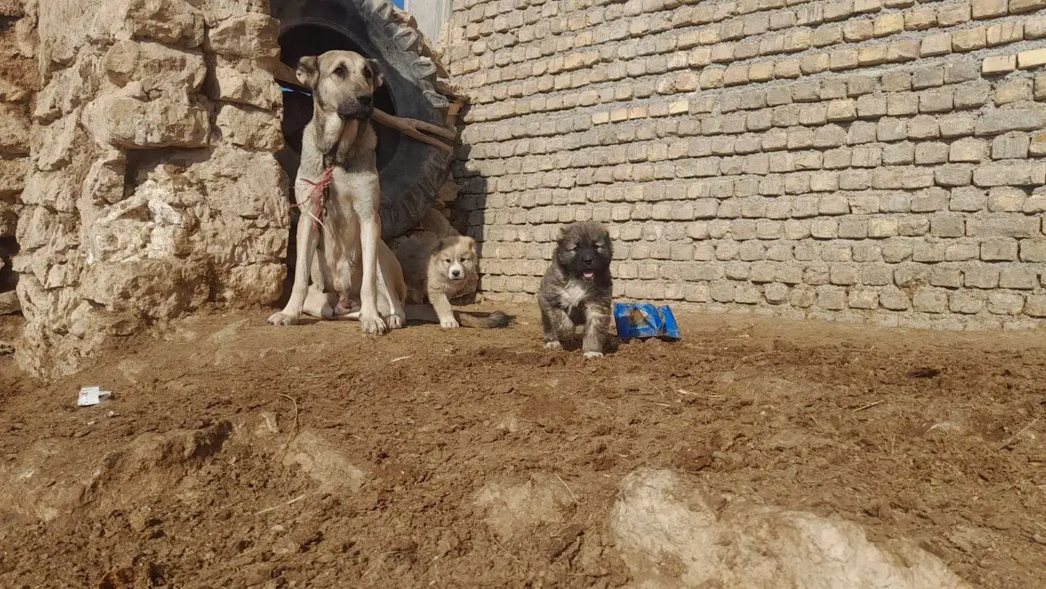 سگ ماده سرابی|سگ|آزادشهر, |دیوار