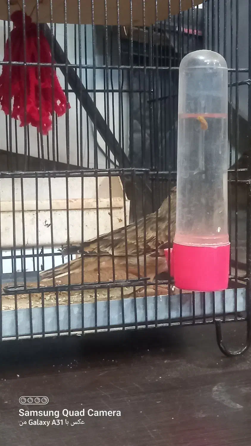 سهره بخون فروش یا معاوضه|پرنده|چهاردانگه (تهران), |دیوار