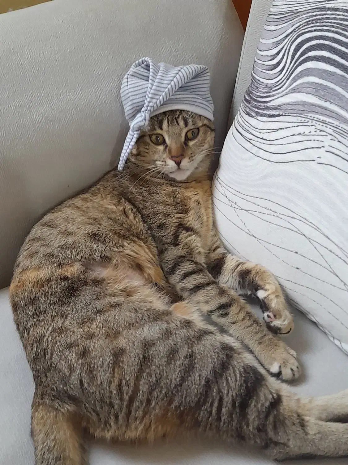 گربه مادهdsh|گربه|رودهن, |دیوار