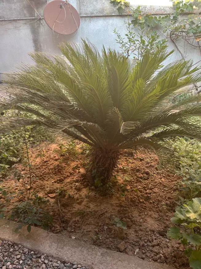 درخت سیکاس سالم|گل و گیاه طبیعی|قائم‌شهر, |دیوار