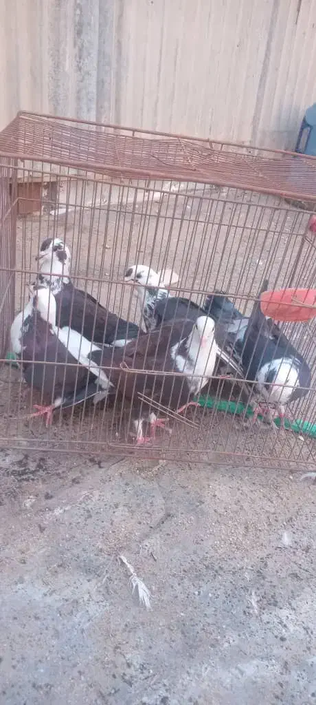 کفتر جون )اگهی را بخونید لطفا(|پرنده|یزد, |دیوار