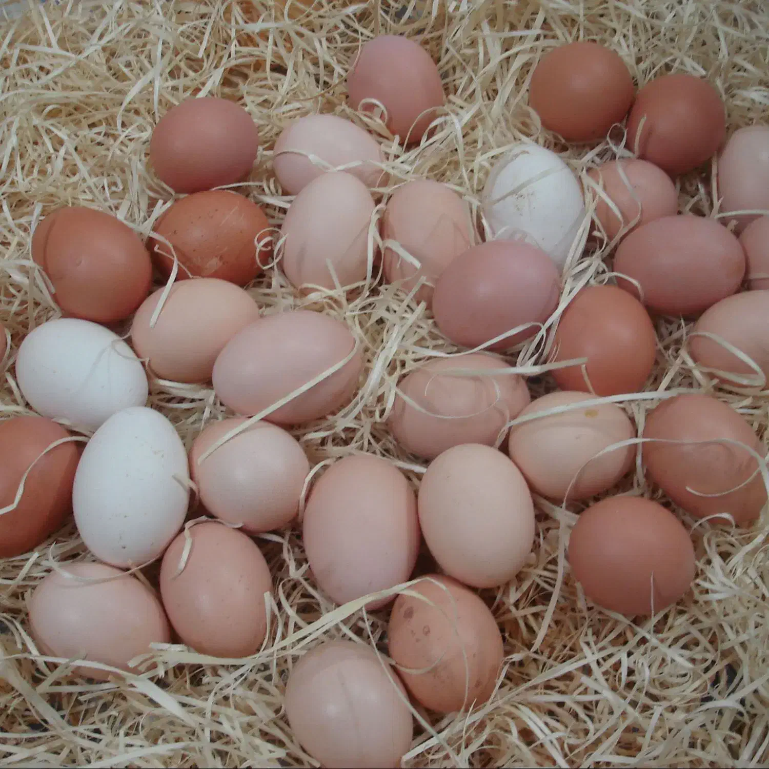 فروش تخم مرغ محلی|خوردنی و آشامیدنی|سرپل ذهاب, |دیوار