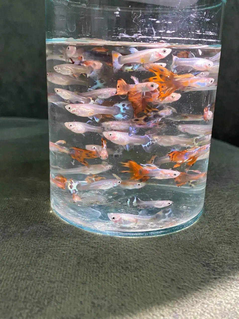 ماهی گوپی بالغ و بچه|ماهی|هشتگرد, شهرک آفتاب|دیوار