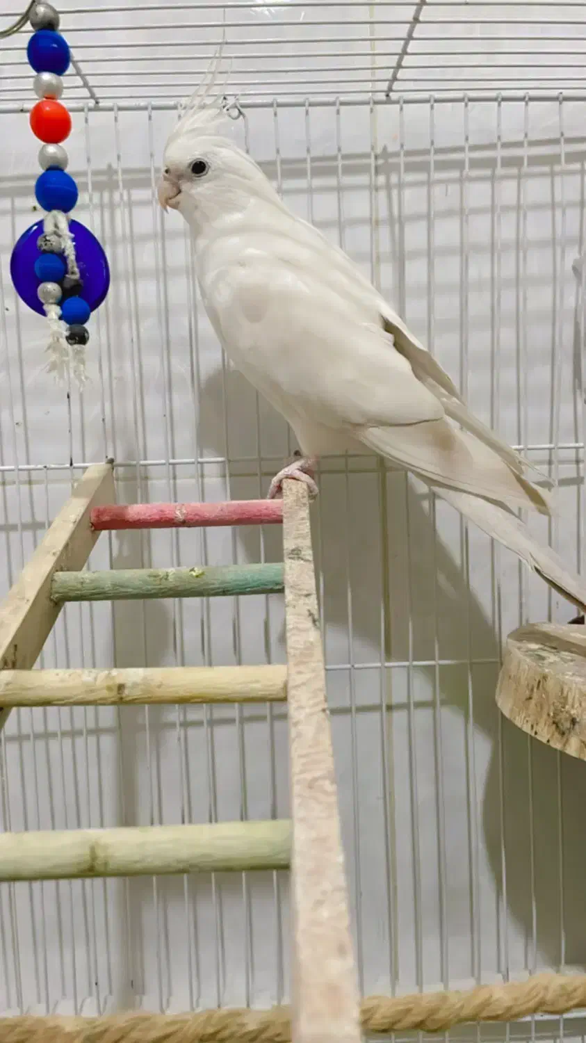 عروس هلندی آلبینو|پرنده|شیراز, شهرک رضوان|دیوار