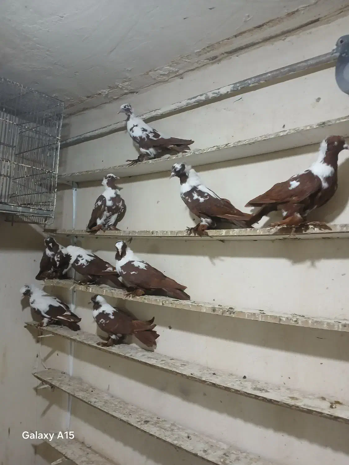 ککیلی دوبر گیلانده|پرنده|اردبیل, |دیوار