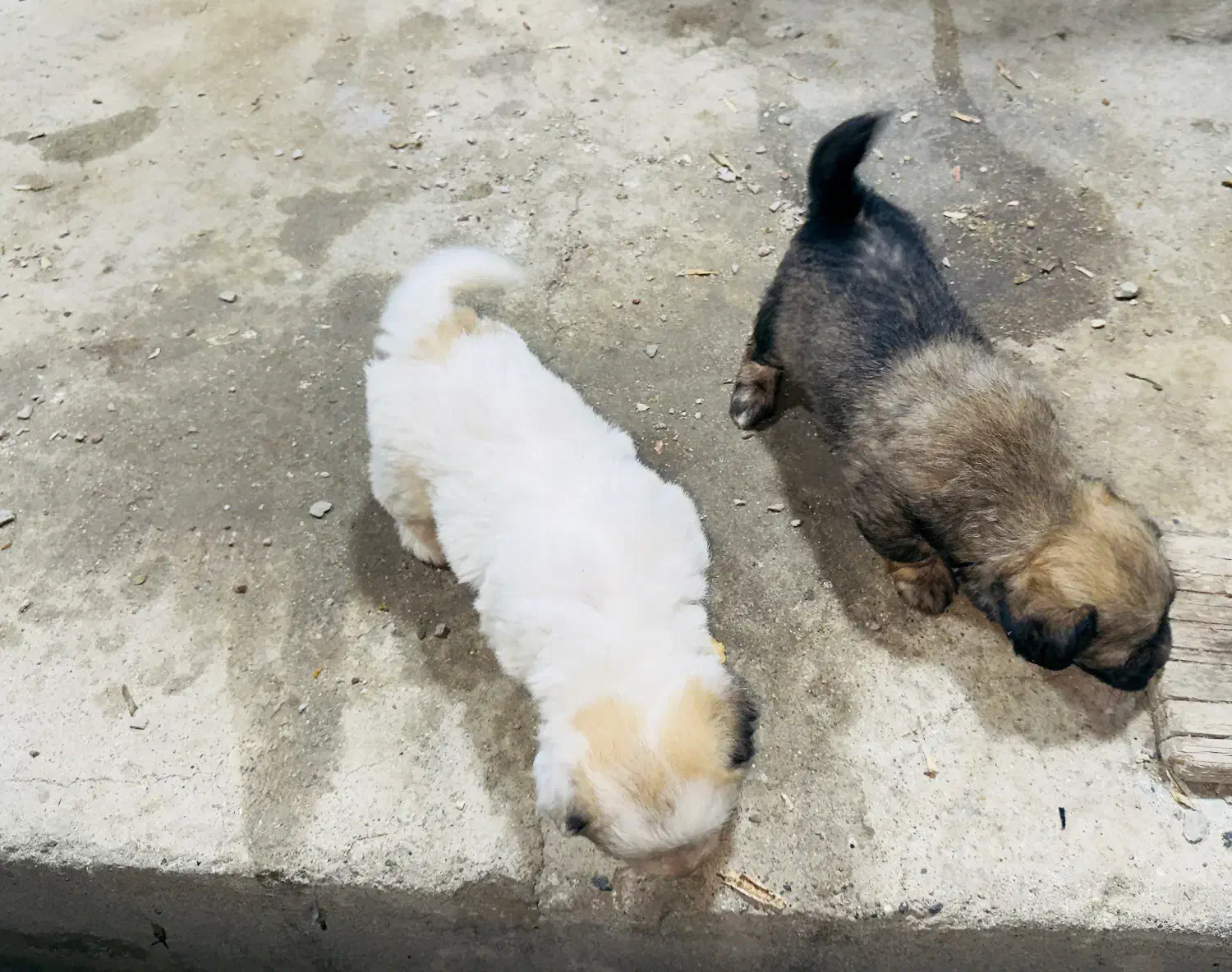 سگ پاکوتاه|سگ|لوندویل, |دیوار