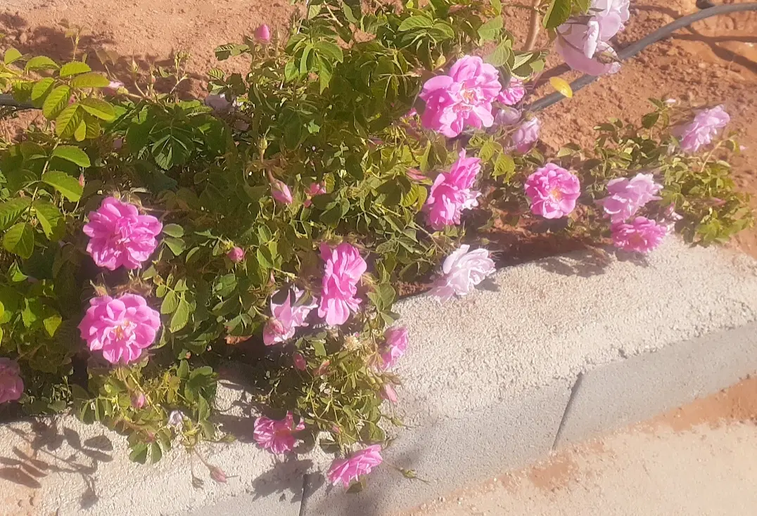 باغ|فروش زمین و ملک کلنگی|بروجن, |دیوار