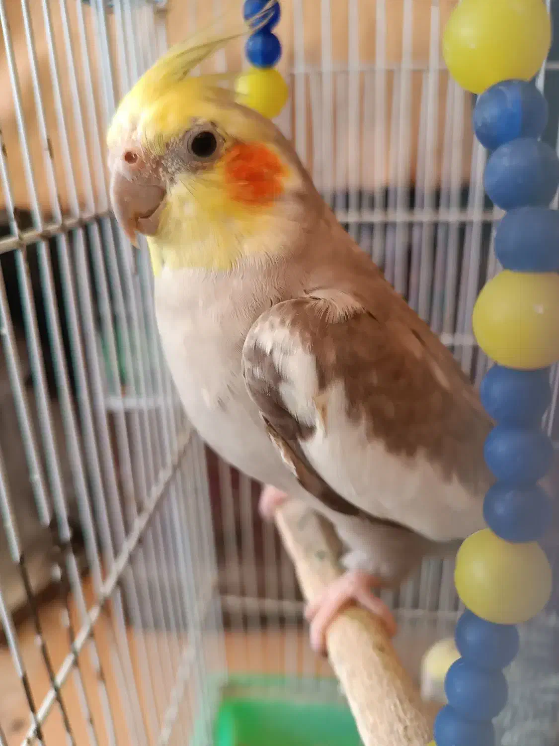 یک جفت عروس هلندی لوتینو وگل باقلی با لوازم|پرنده|لاهیجان, کوی آزادگان|دیوار