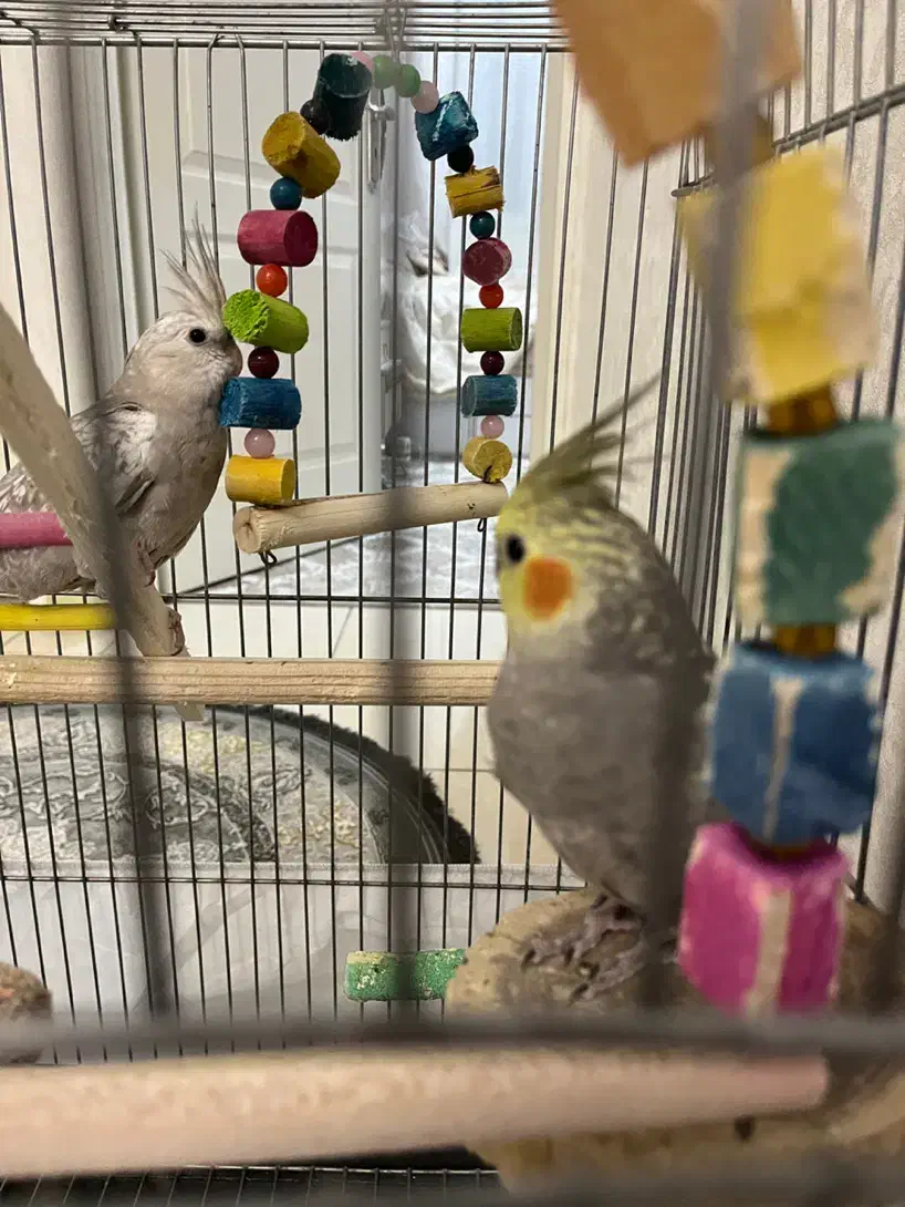 عروس هلندی وایت فیس و گل باقالی نر|پرنده|تهران, جیحون|دیوار