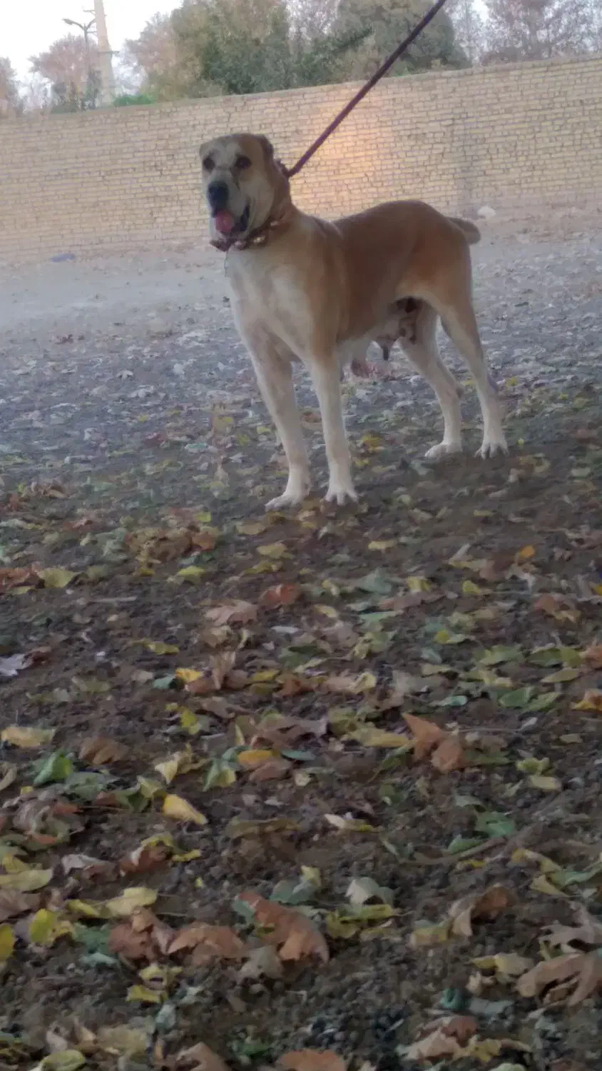 سگ ماده خراسانی درجه یک|سگ|ورامین, ورامین|دیوار