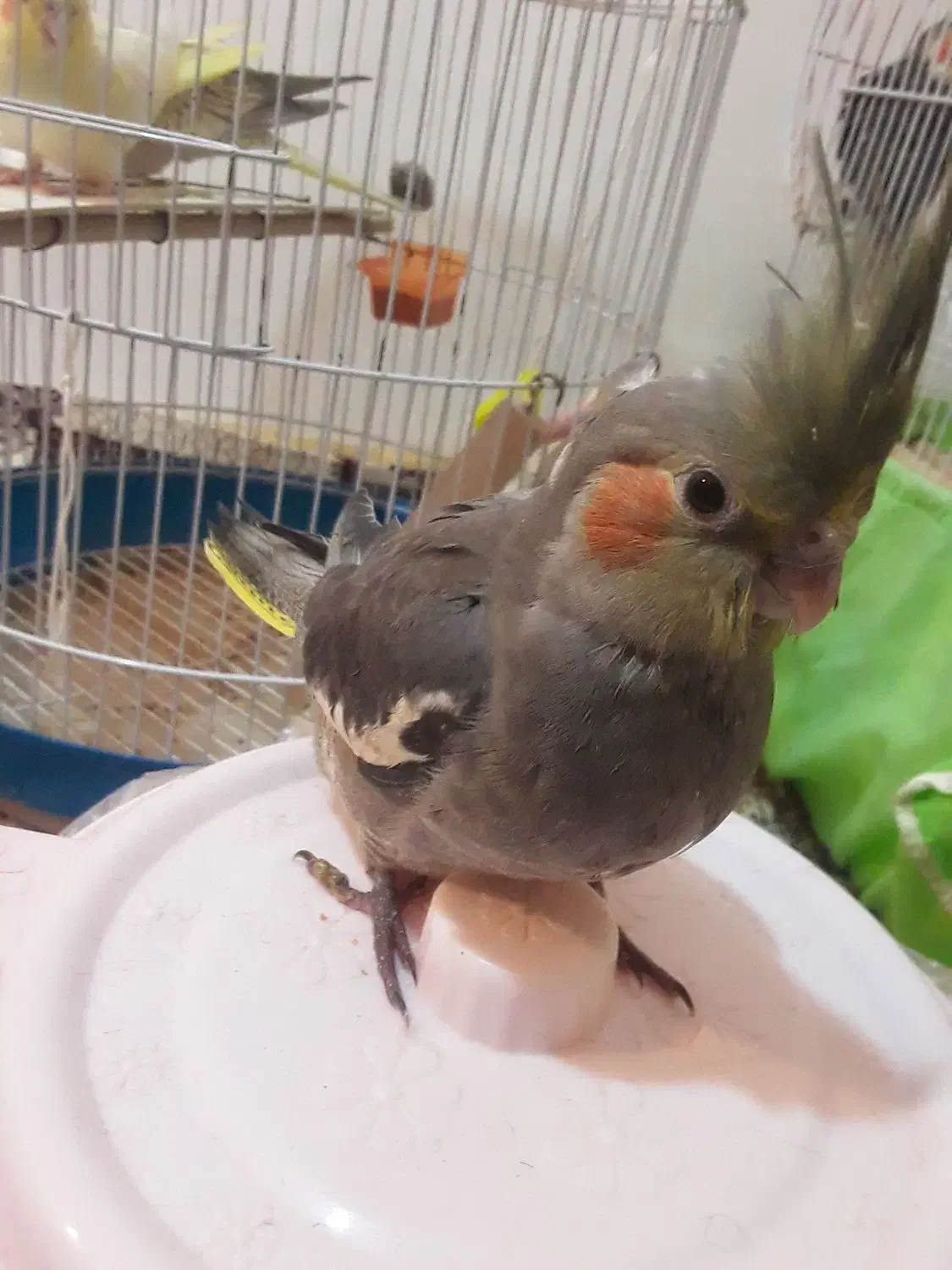 عروس هلندی|پرنده|اردبیل, |دیوار