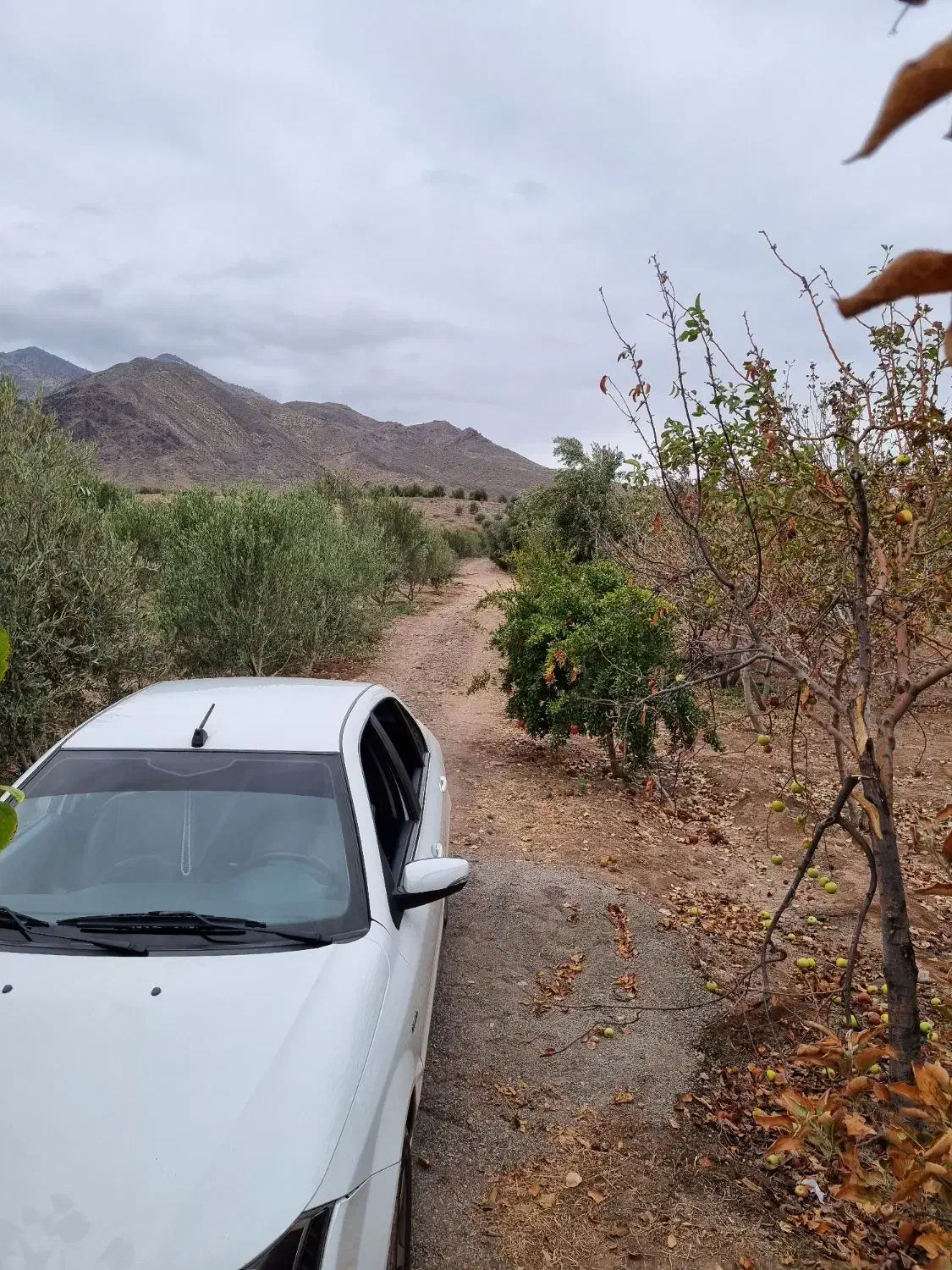 فروش باغ زیتون بار ده ۱۶ ساله|فروش دفتر صنعتی، کشاورزی، تجاری|طارم (زنجان), |دیوار