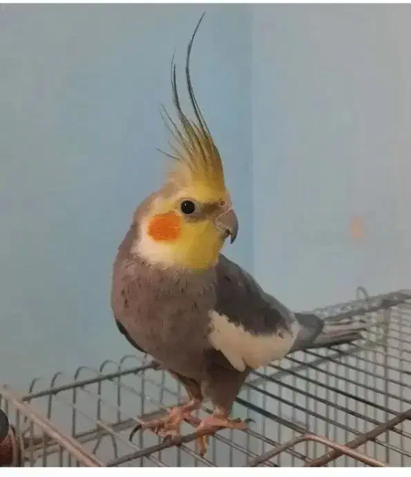 عروس هلندی|پرنده|قم, شهرک توانیر|دیوار