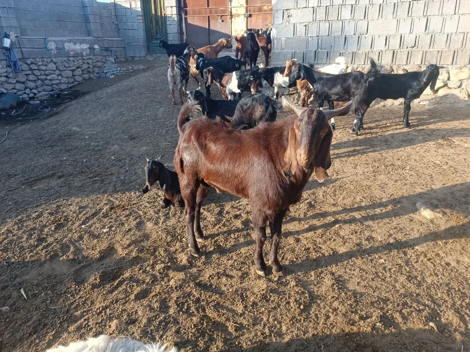 بازن|حیوانات مزرعه|کازرون, |دیوار