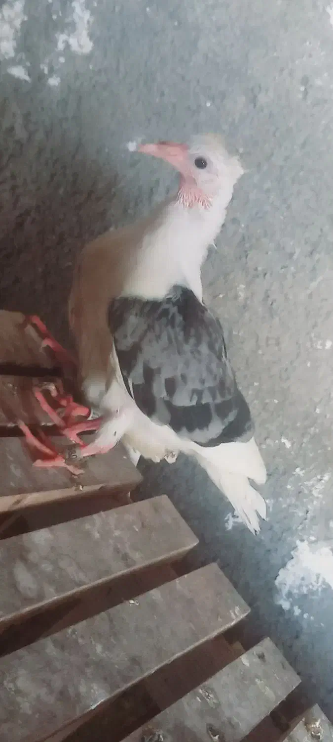 کبوتر دوبال شامی|پرنده|رامیان, |دیوار