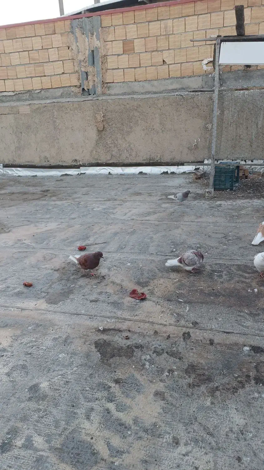 کبوتر پرشی۱۵۰|پرنده|خوی, |دیوار