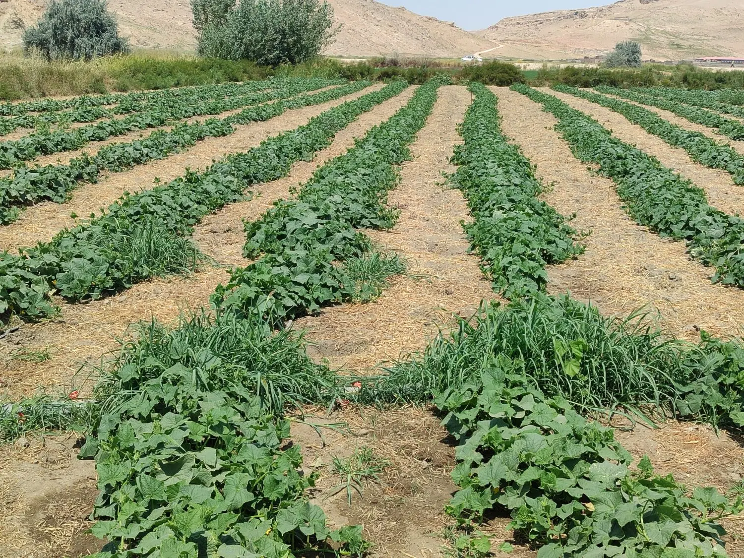 خیار|خوردنی و آشامیدنی|نقده, |دیوار