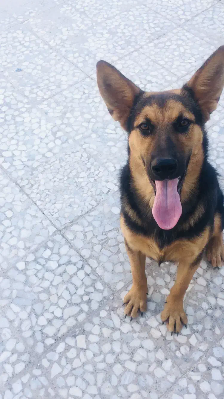 ژرمن ورک|سگ|بندرلنگه, |دیوار