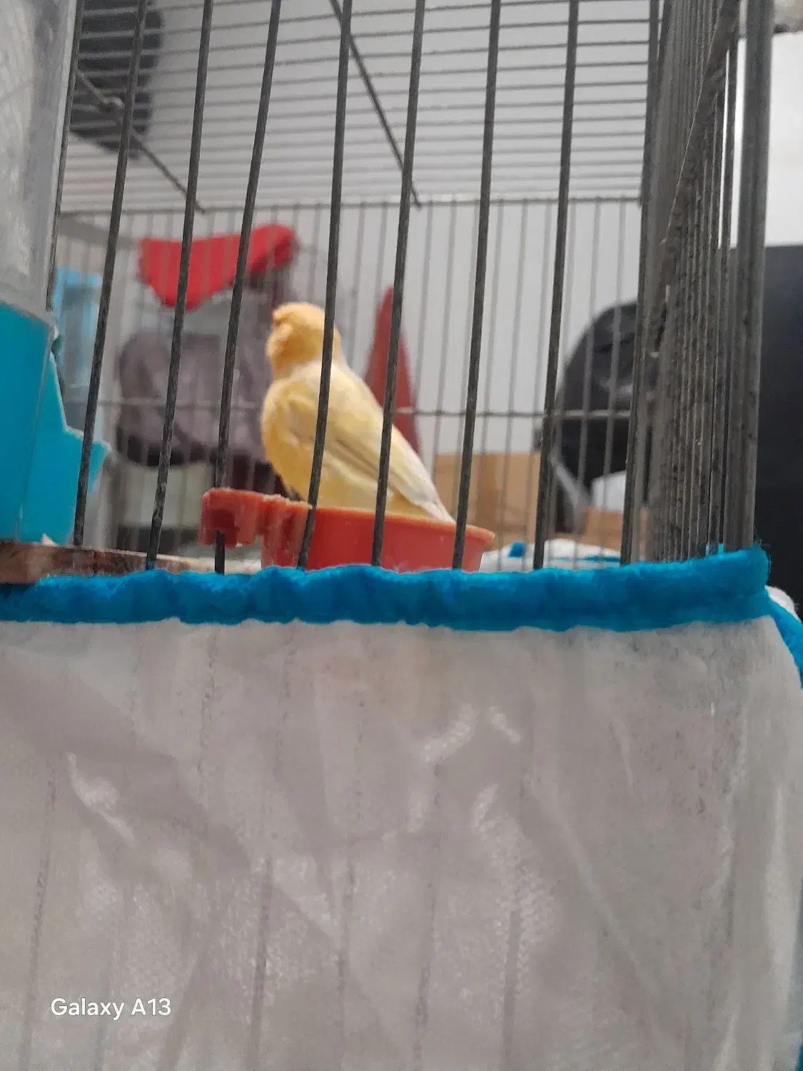 قناری|پرنده|پاکدشت, پاکدشت (مامازند)|دیوار