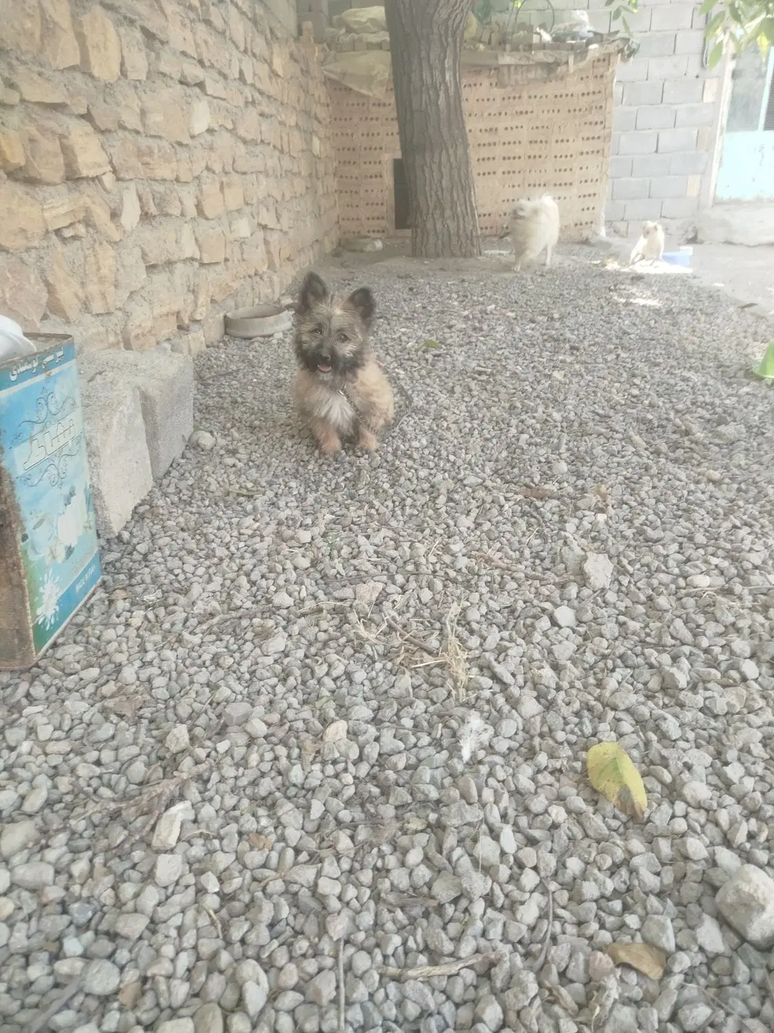 سگ ماده|سگ|آذرشهر, |دیوار